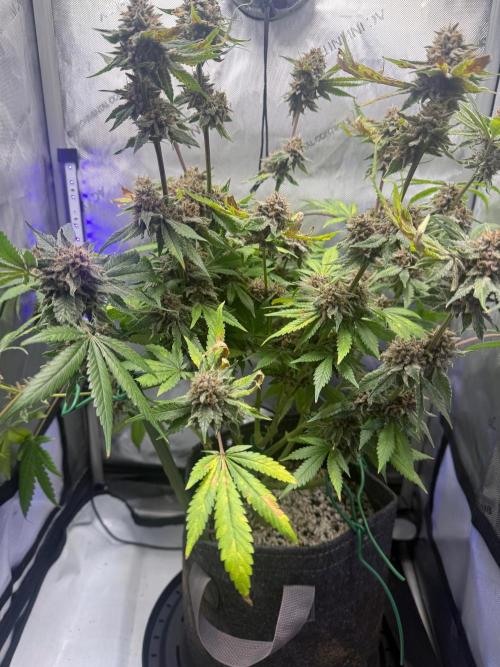 Blurberry HAG. Week 13