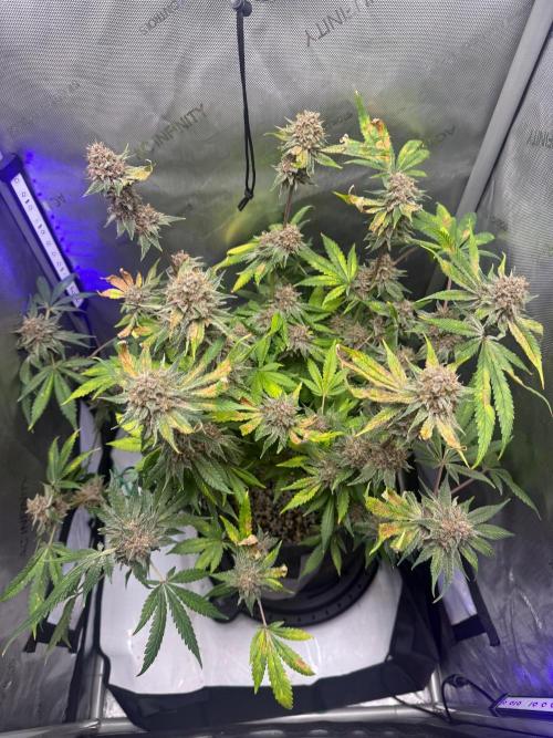 Blurberry HAG. Week 13