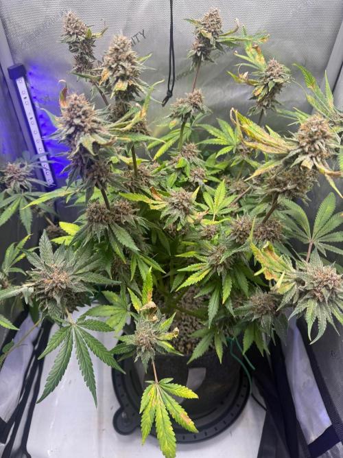 Blurberry HAG. Week 13