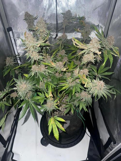 Blurberry HAG. Week 13