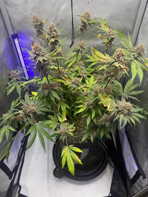 Blurberry HAG. Week 13