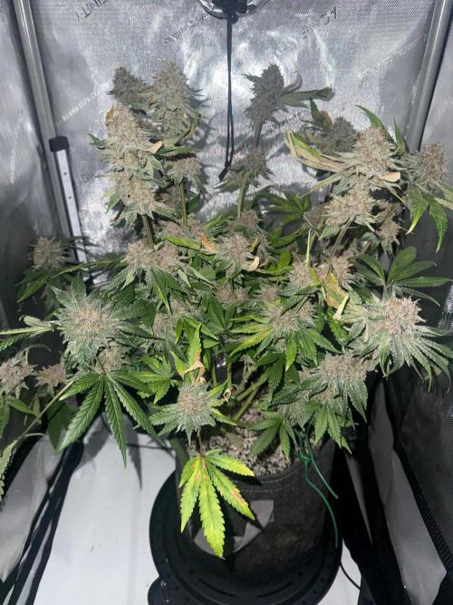 Blurberry HAG. Week 13