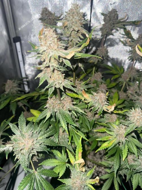 Blurberry HAG. Week 13