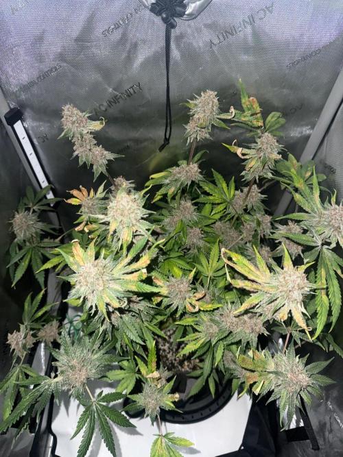 Blurberry HAG. Week 13