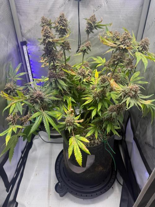 Blurberry HAG. Week 14