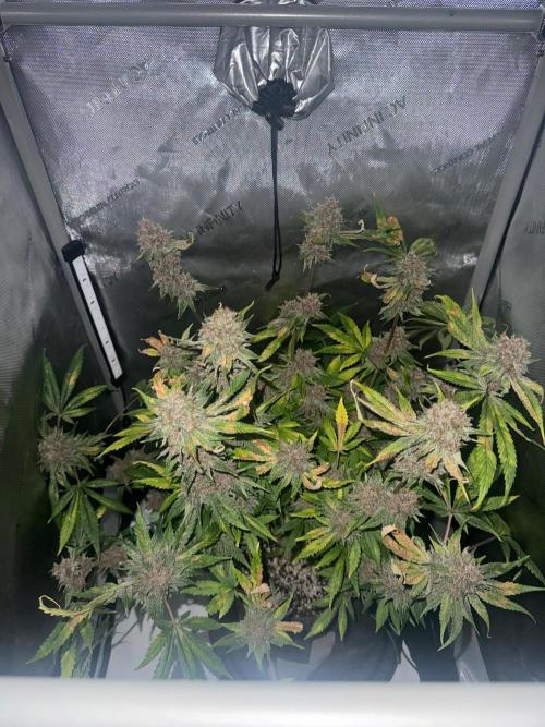 Blurberry HAG. Week 14