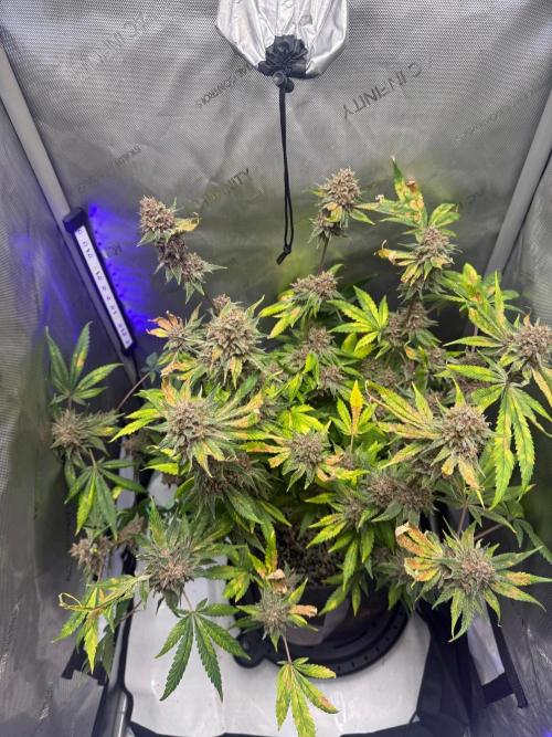 Blurberry HAG. Week 14