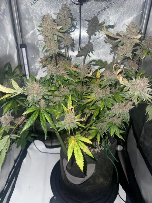 Blurberry HAG. Week 14