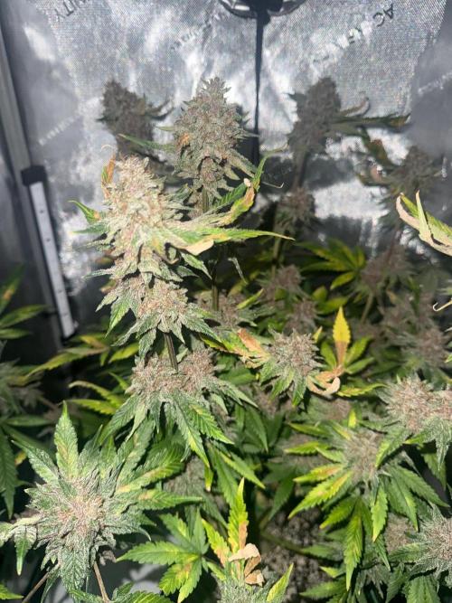 Blurberry HAG. Week 14
