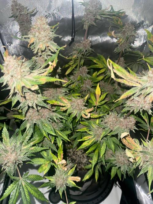 Blurberry HAG. Week 14