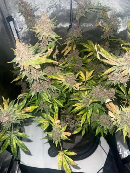 Blurberry HAG. Week 15