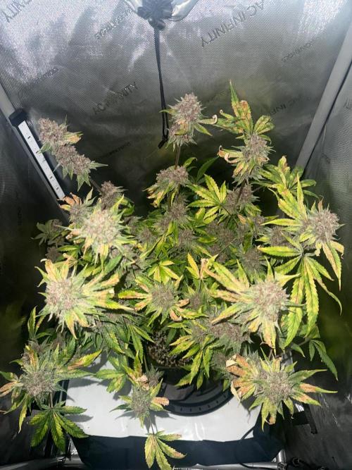 Blurberry HAG. Week 15