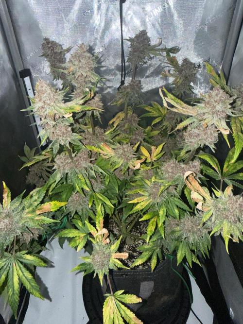 Blurberry HAG. Week 15