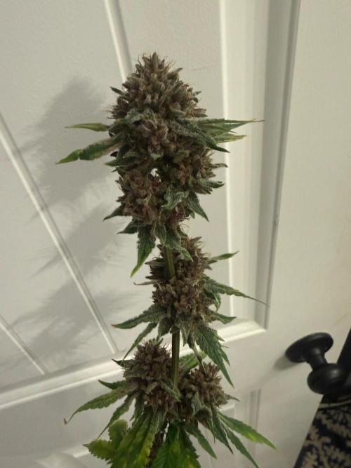 Blurberry HAG. Week 15