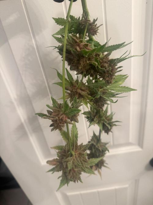 Blurberry HAG. Week 15