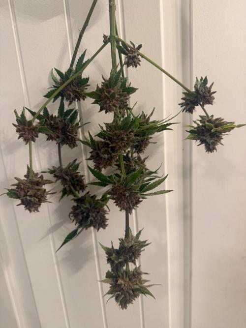Blurberry HAG. Week 15