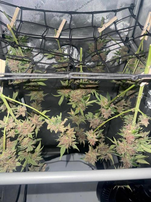 Blurberry HAG. Week 15