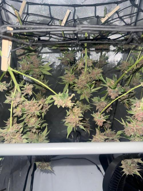 Blurberry HAG. Week 15