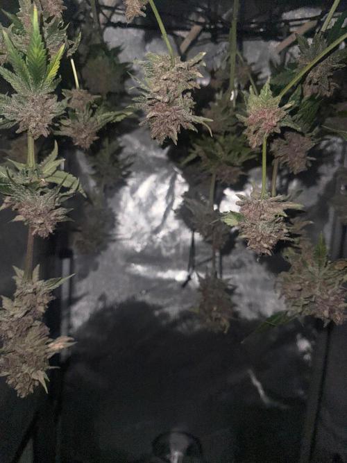 Blurberry HAG. Week 15