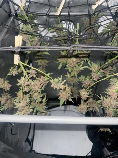Blurberry HAG. Week 15