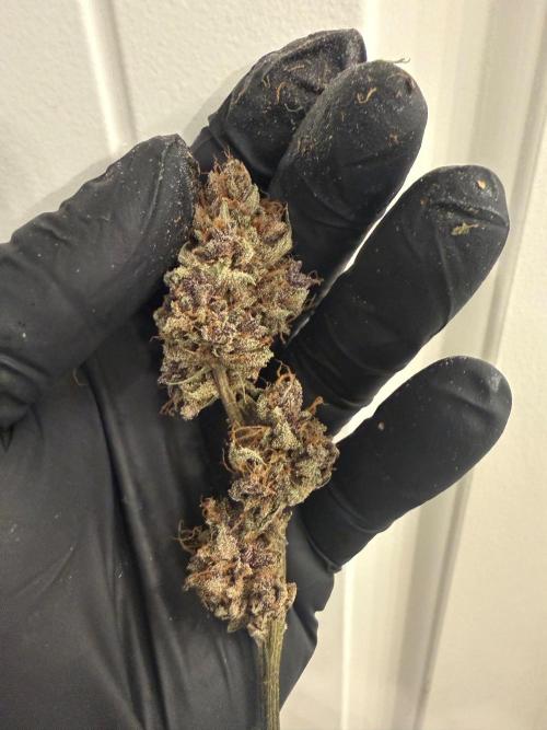 Blurberry HAG. Week 15