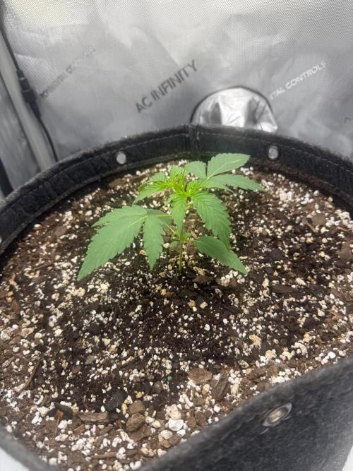 CBDip Dap. Week 1