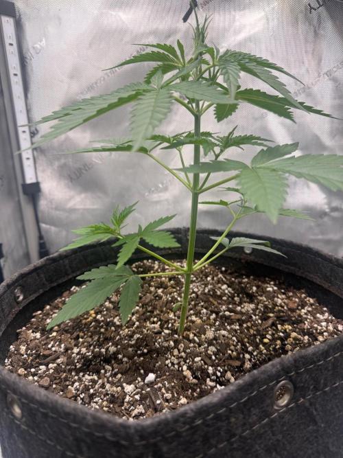 CBDip Dab Auto. Week 2