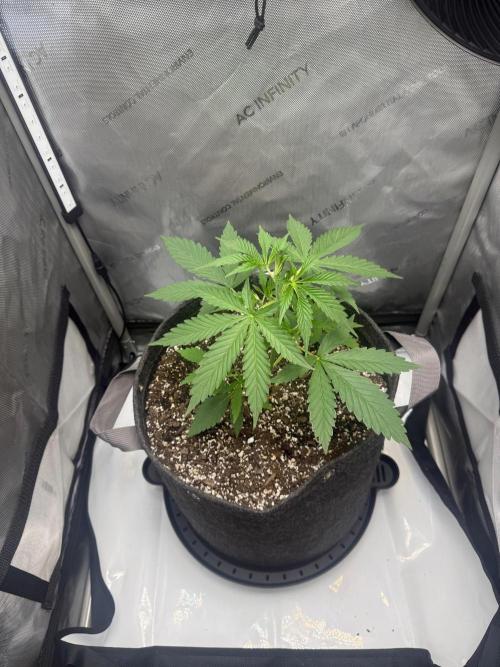 CBDip Dap. Week 2