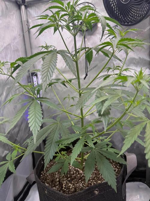 CBDip Dap. Week 3