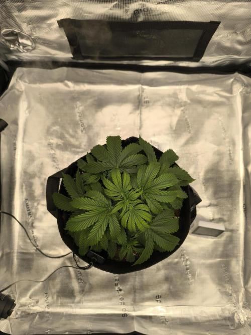 ALL GAS OG AUTO. Week 3