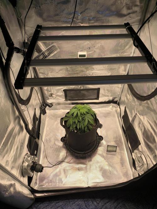 ALL GAS OG AUTO. Week 3