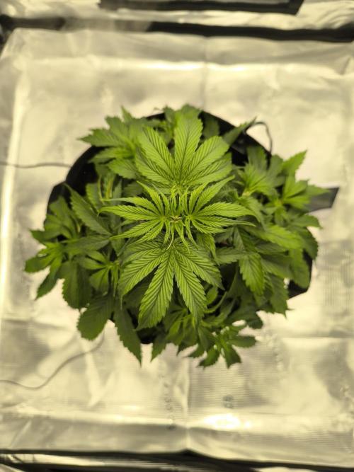 ALL GAS OG AUTO. Week 3