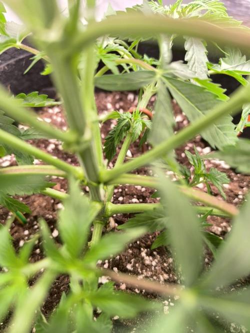 ALL GAS OG AUTO. Week 3