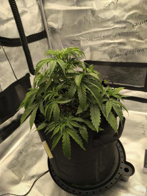 ALL GAS OG AUTO. Week 3