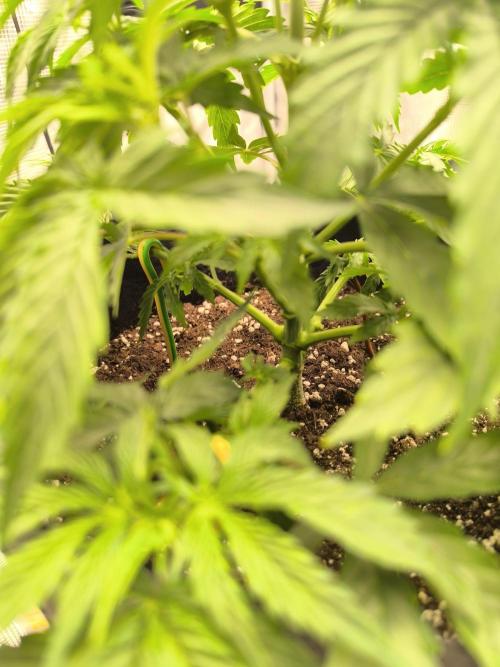 ALL GAS OG AUTO. Week 3