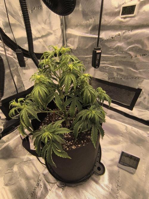 ALL GAS OG AUTO. Week 4