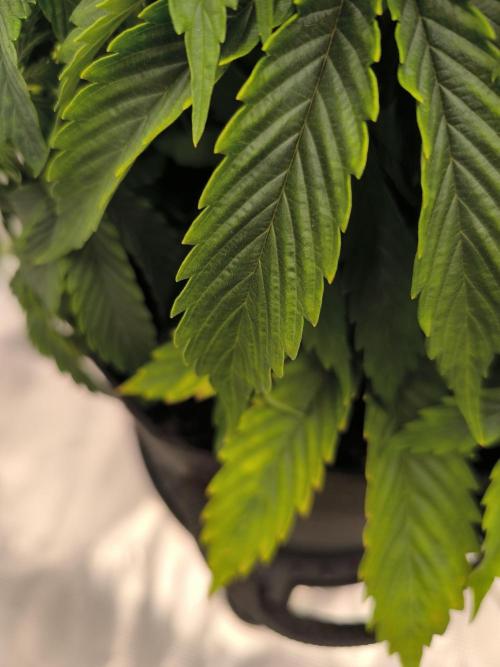 ALL GAS OG AUTO. Week 4