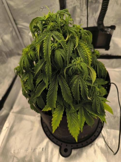 ALL GAS OG AUTO. Week 4