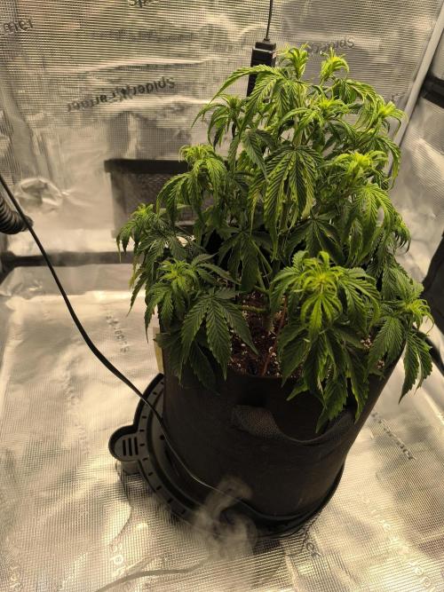 ALL GAS OG AUTO. Week 4