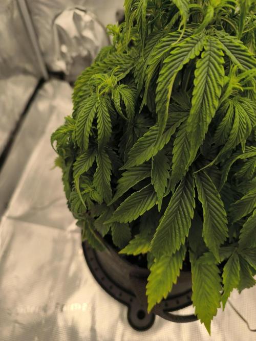 ALL GAS OG AUTO. Week 4