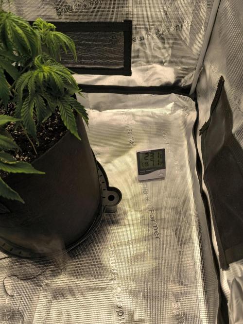 ALL GAS OG AUTO. Week 4