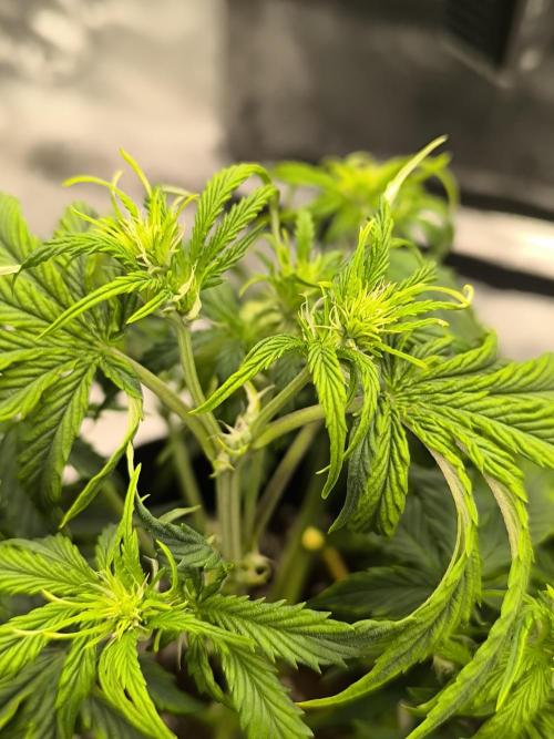 ALL GAS OG AUTO. Week 4