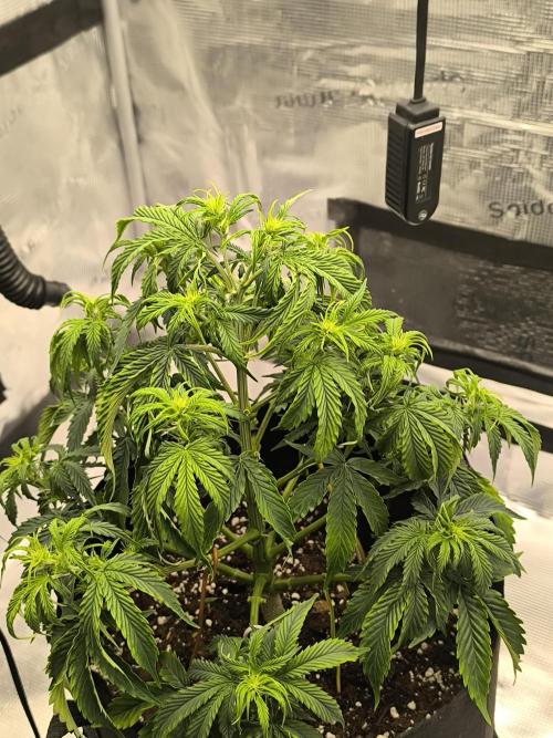 ALL GAS OG AUTO. Week 4