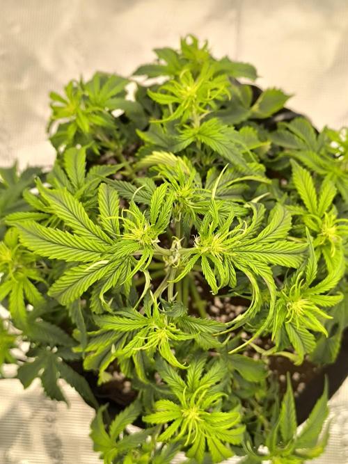 ALL GAS OG AUTO. Week 4