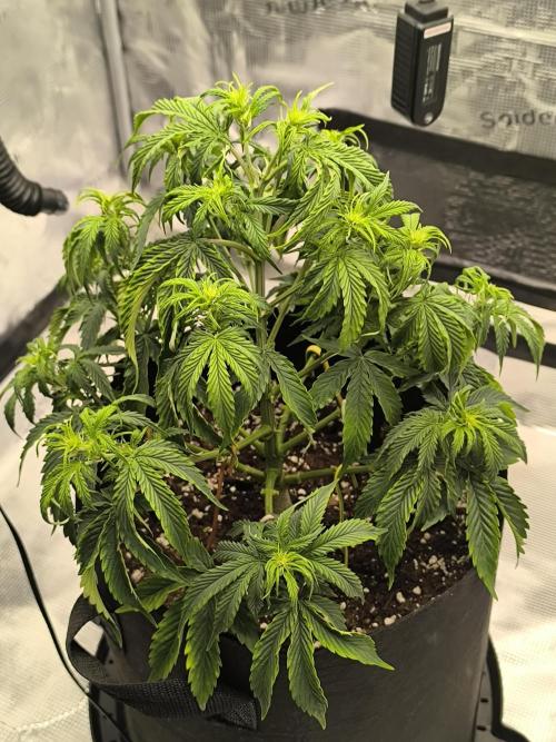 ALL GAS OG AUTO. Week 4