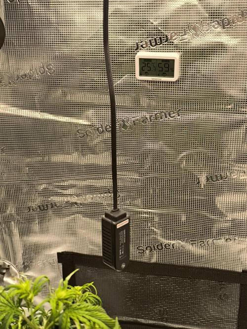 ALL GAS OG AUTO. Week 4