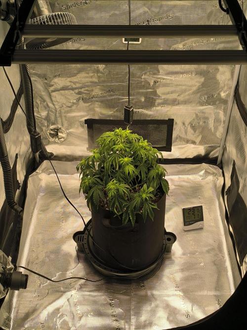 ALL GAS OG AUTO. Week 4