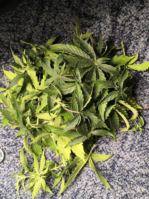 ALL GAS OG AUTO. Week 4