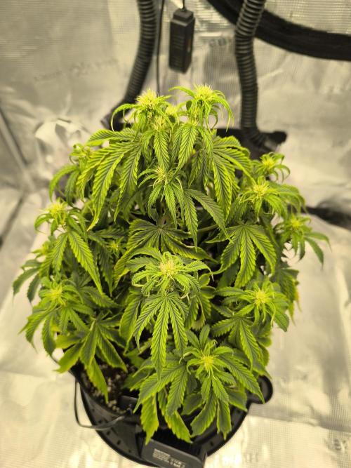 ALL GAS OG AUTO. Week 5