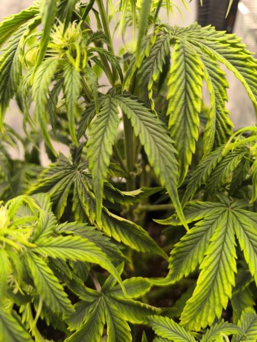 ALL GAS OG AUTO. Week 5